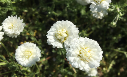 essential oil product image